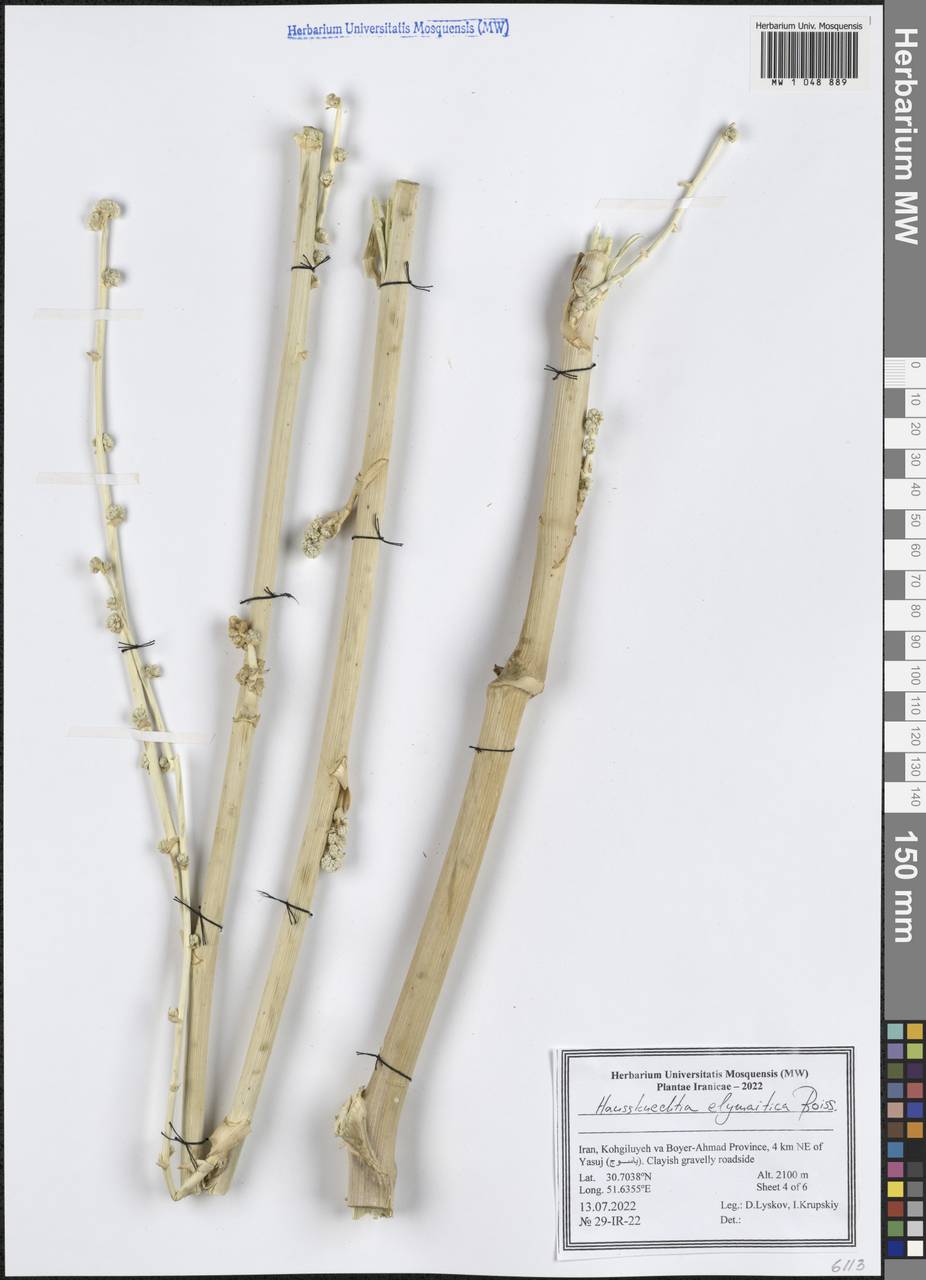 Haussknechtia elymaitica Boiss., South Asia, South Asia (Asia outside ex-Soviet states and Mongolia) (ASIA) (Iran)