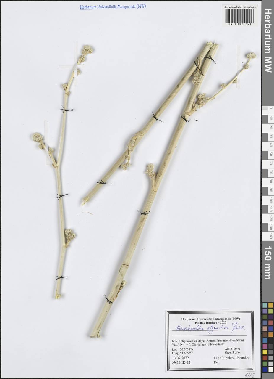 Haussknechtia elymaitica Boiss., South Asia, South Asia (Asia outside ex-Soviet states and Mongolia) (ASIA) (Iran)