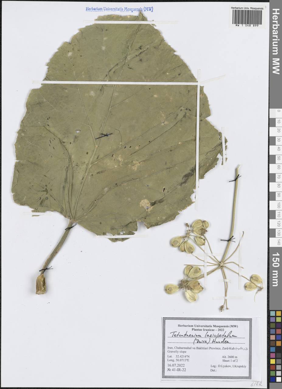 Heracleum lasiopetalum Boiss., South Asia, South Asia (Asia outside ex-Soviet states and Mongolia) (ASIA) (Iran)