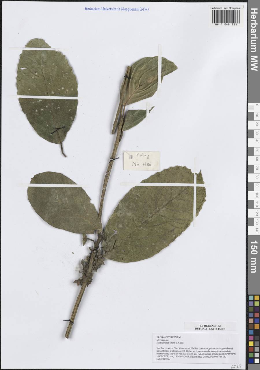 Maesa indica (Roxb.) A.DC., South Asia, South Asia (Asia outside ex-Soviet states and Mongolia) (ASIA) (Vietnam)