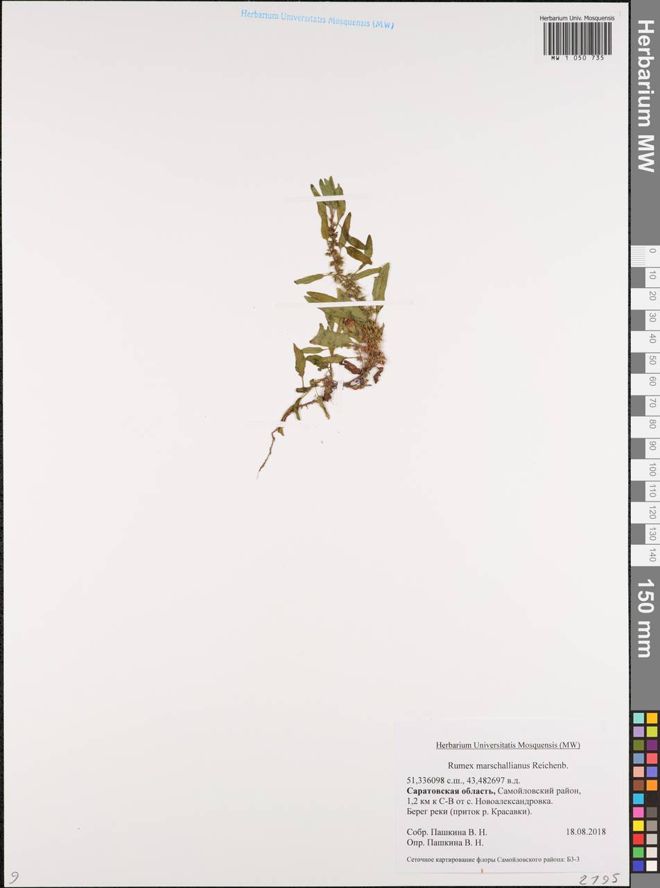 Rumex marschallianus Rchb., Eastern Europe, Lower Volga region (E9) (Russia)