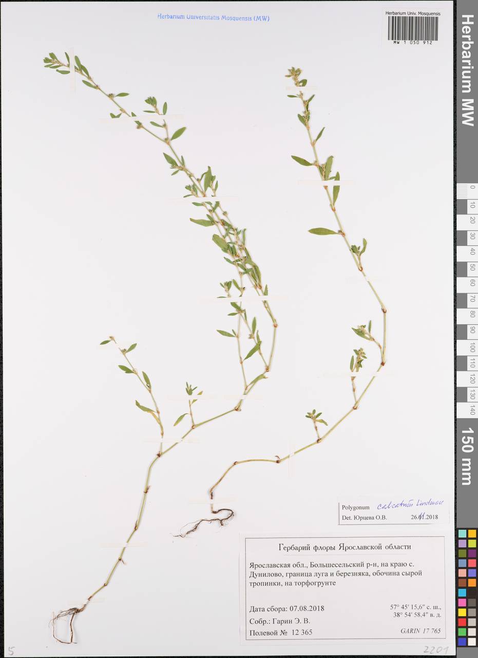 Polygonum arenastrum subsp. calcatum (Lindm.) Wisskirchen, Eastern Europe, Central forest region (E5) (Russia)