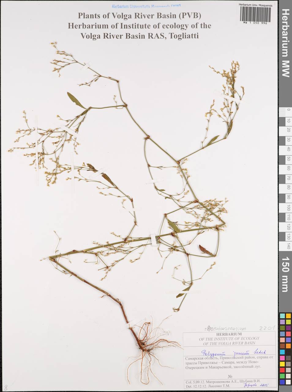 Polygonum arenarium subsp. arenarium, Eastern Europe, Middle Volga region (E8) (Russia)