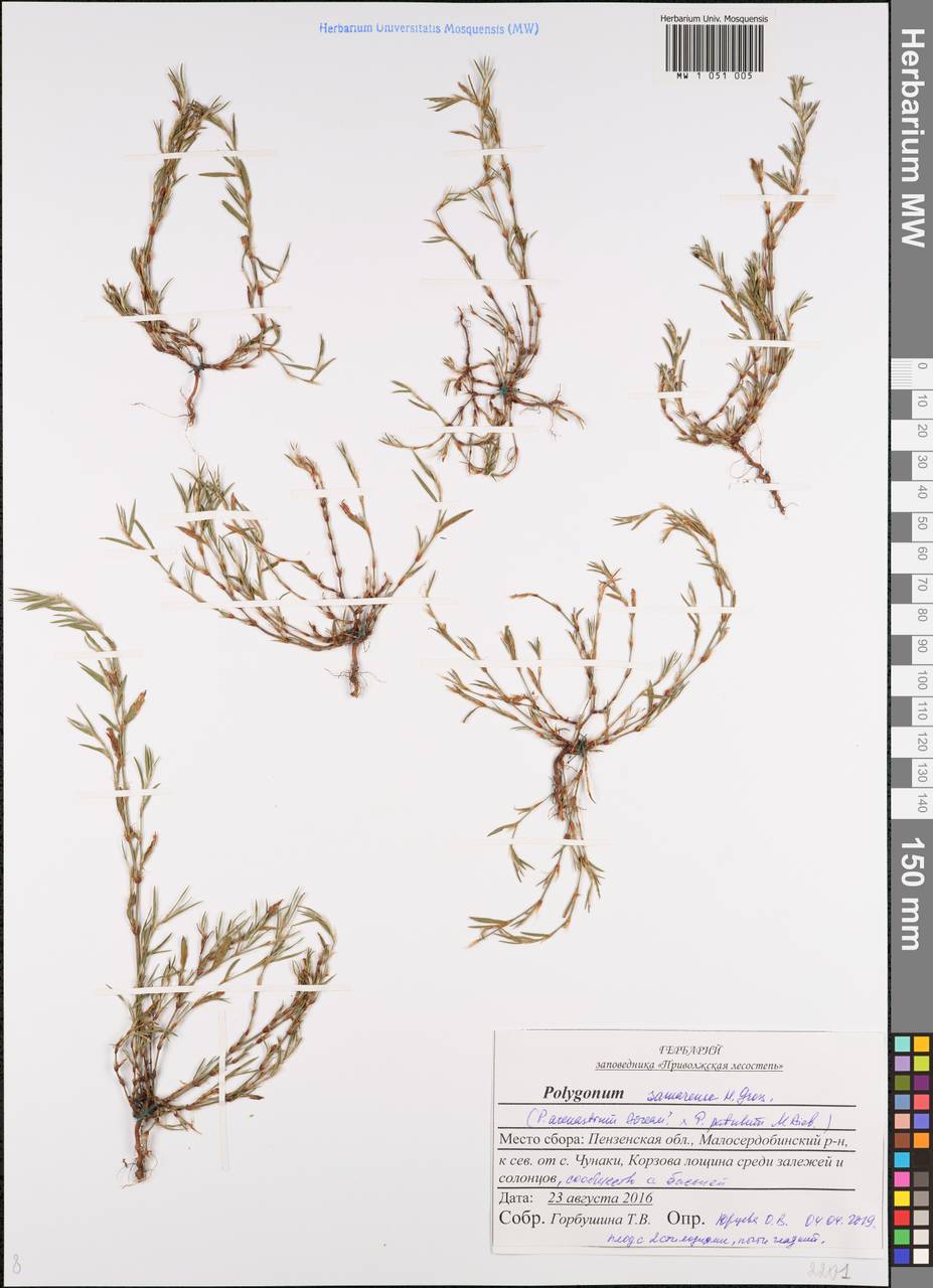 Polygonum aschersonianum H. Gross, Eastern Europe, Middle Volga region (E8) (Russia)