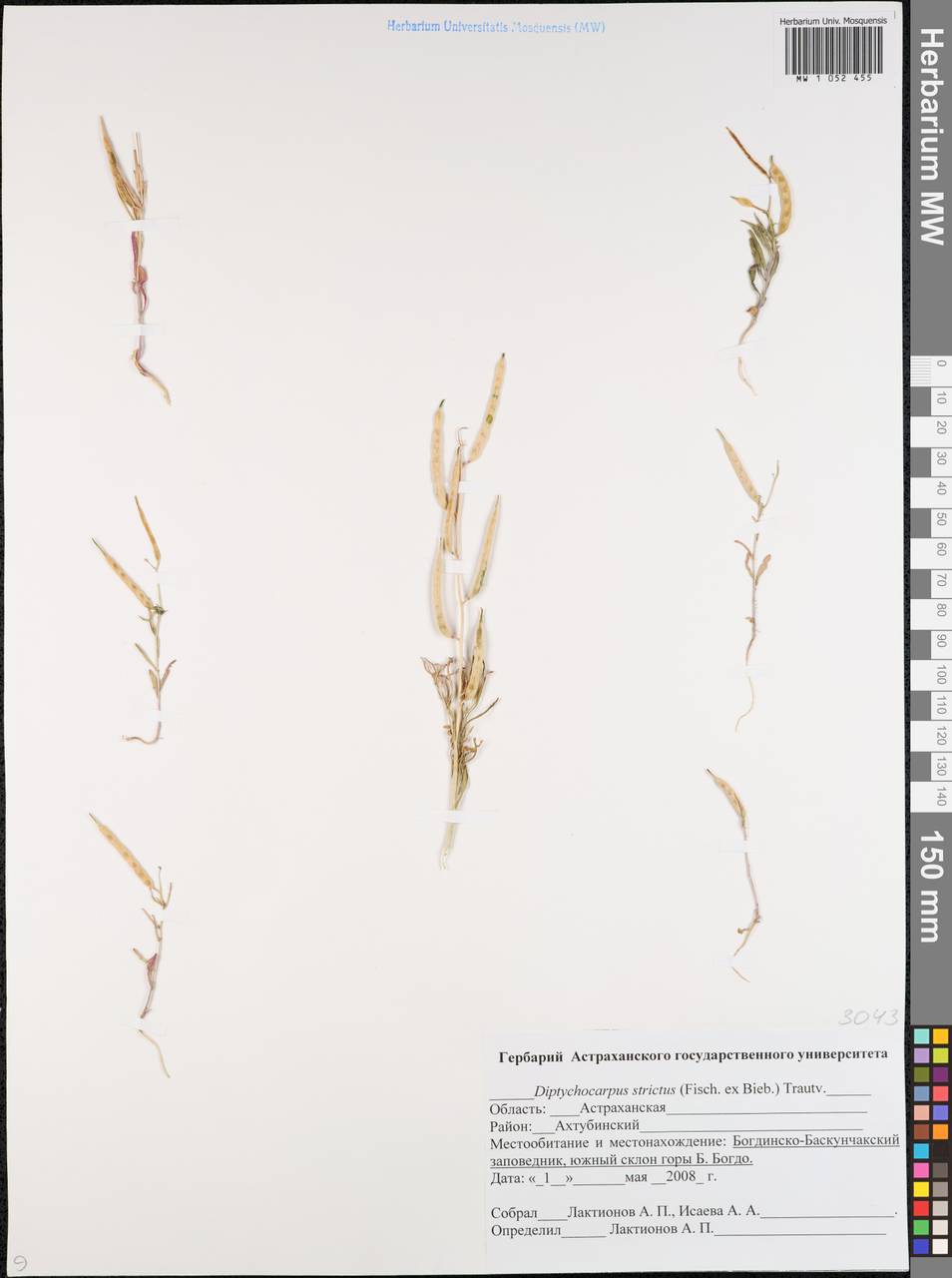 Leiocarpaea cochlearioides (Murray) D.A.German & Al-Shehbaz, Eastern Europe, Lower Volga region (E9) (Russia)