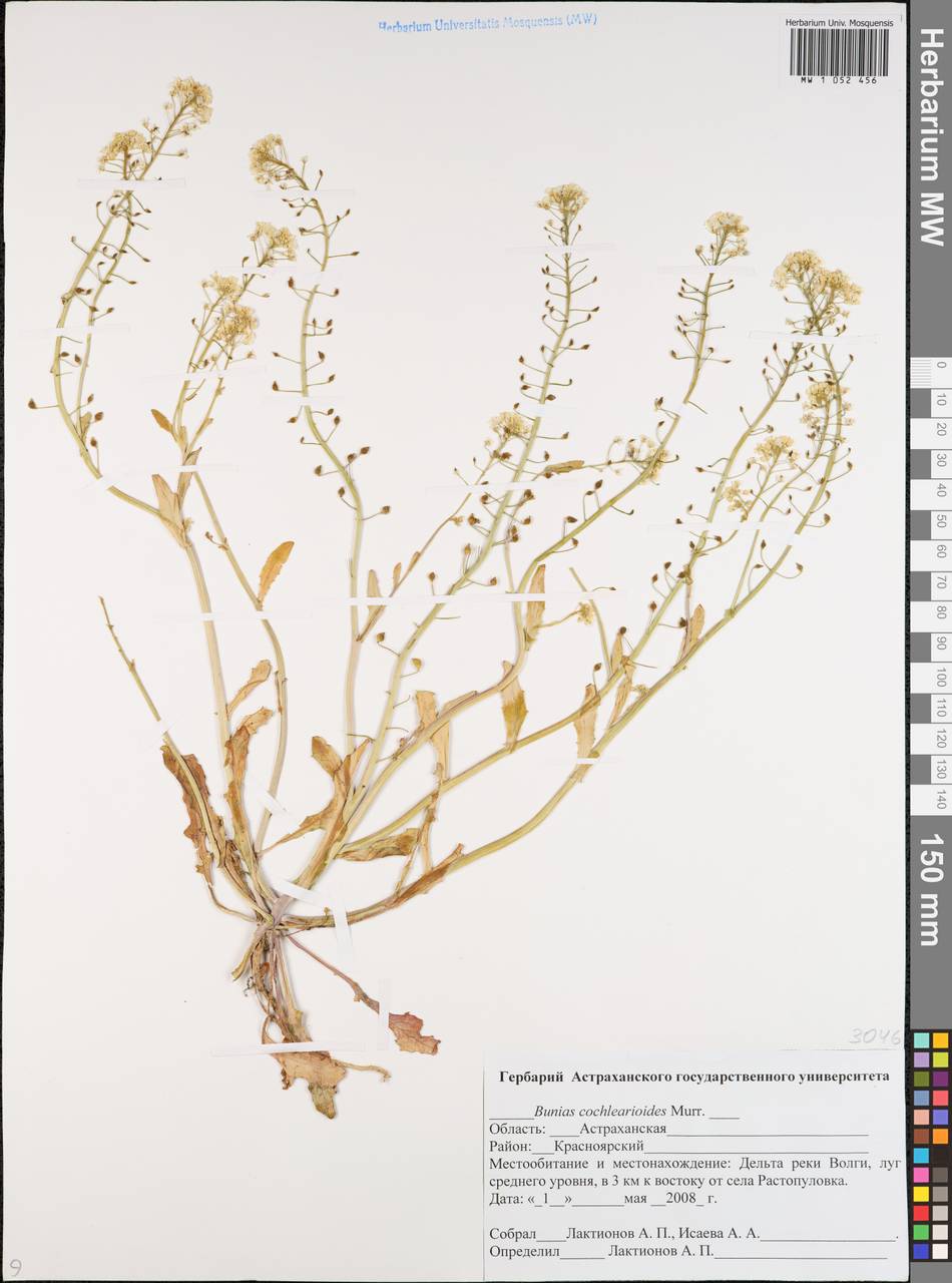 Leiocarpaea cochlearioides (Murray) D.A.German & Al-Shehbaz, Eastern Europe, Lower Volga region (E9) (Russia)