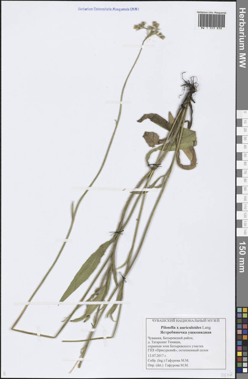 Pilosella auriculoides (Láng) Arv.-Touv., Eastern Europe, Middle Volga region (E8) (Russia)