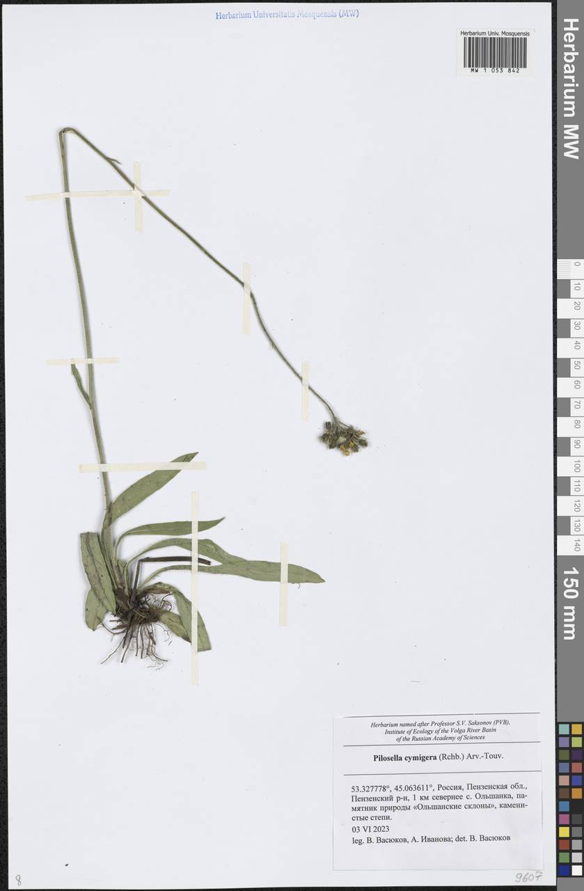 Pilosella cymosa subsp. vaillantii (Tausch) S. Bräut. & Greuter, Eastern Europe, Middle Volga region (E8) (Russia)