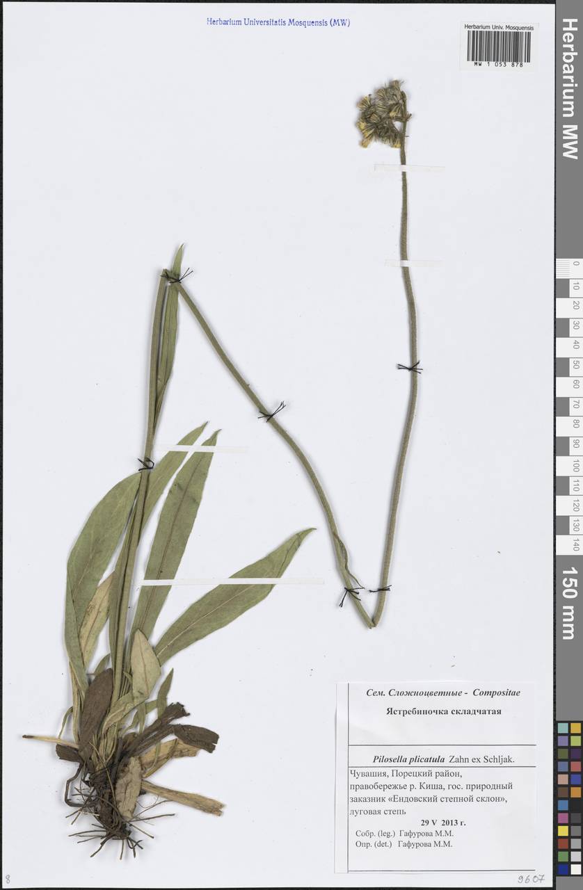 Pilosella leptophyton subsp. leptophyton, Eastern Europe, Middle Volga region (E8) (Russia)