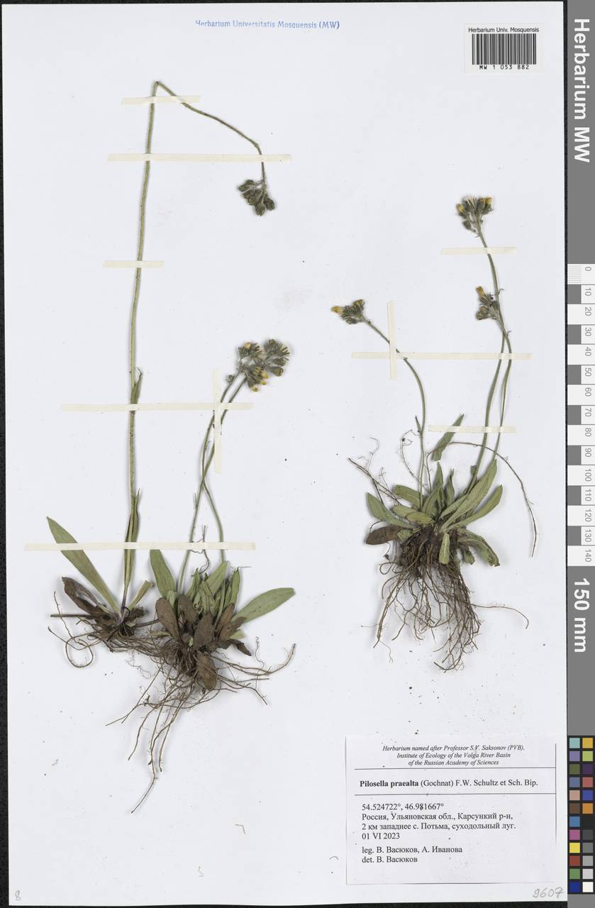 Pilosella piloselloides subsp. praealta (Gochnat) S. Bräut. & Greuter, Eastern Europe, Middle Volga region (E8) (Russia)