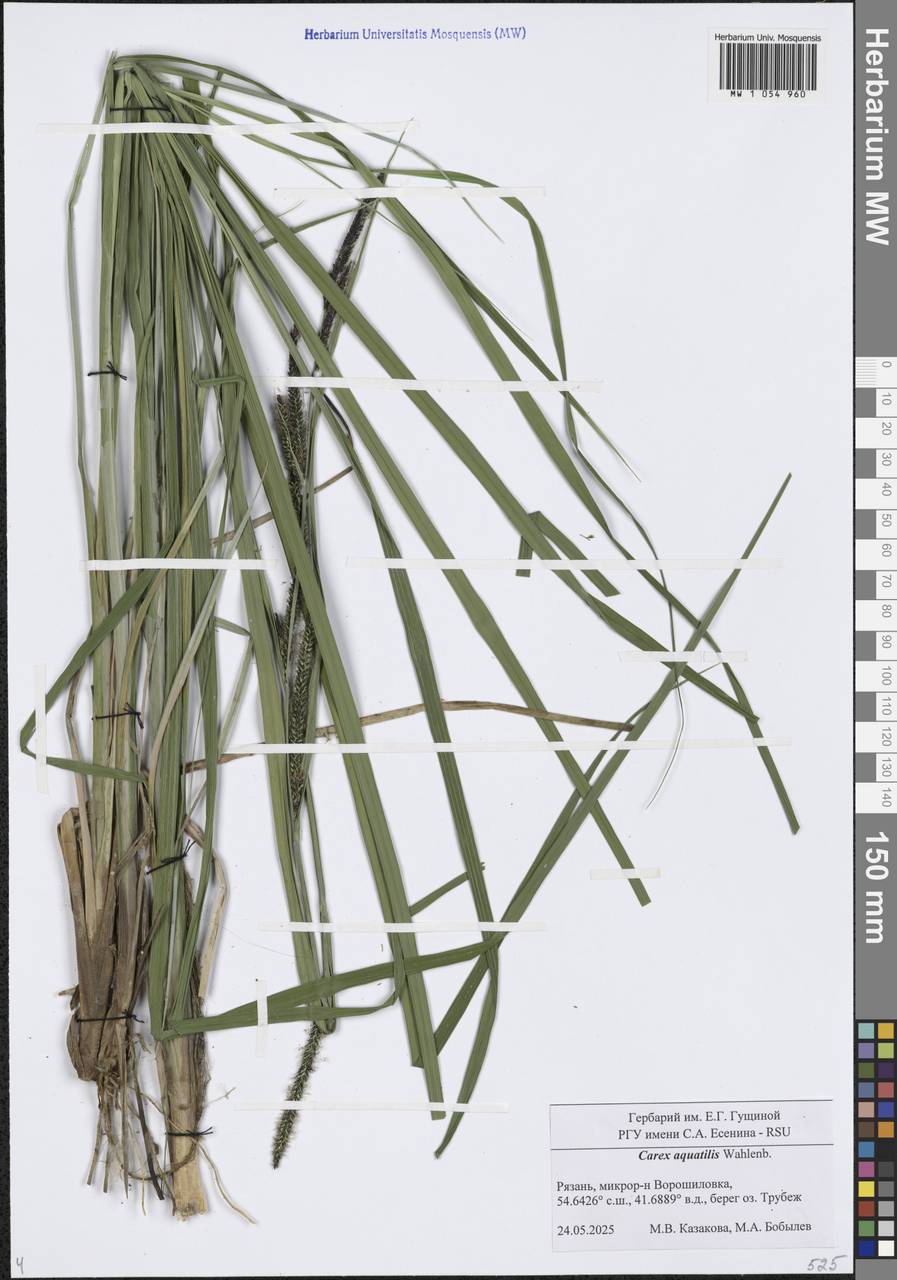 Carex aquatilis Wahlenb., Eastern Europe, Central region (E4) (Russia)