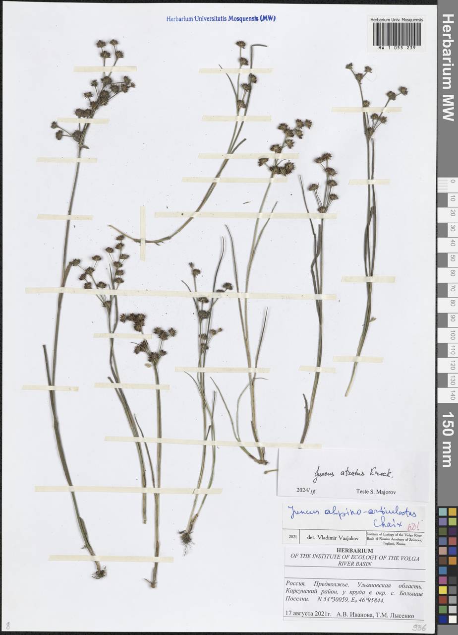 Juncus atratus Krock., Eastern Europe, Middle Volga region (E8) (Russia)