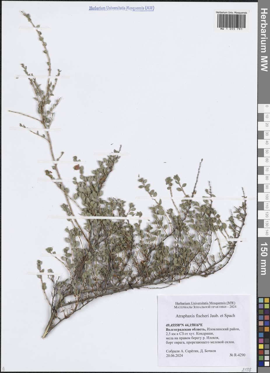 Atraphaxis spinosa L., Eastern Europe, Lower Volga region (E9) (Russia)