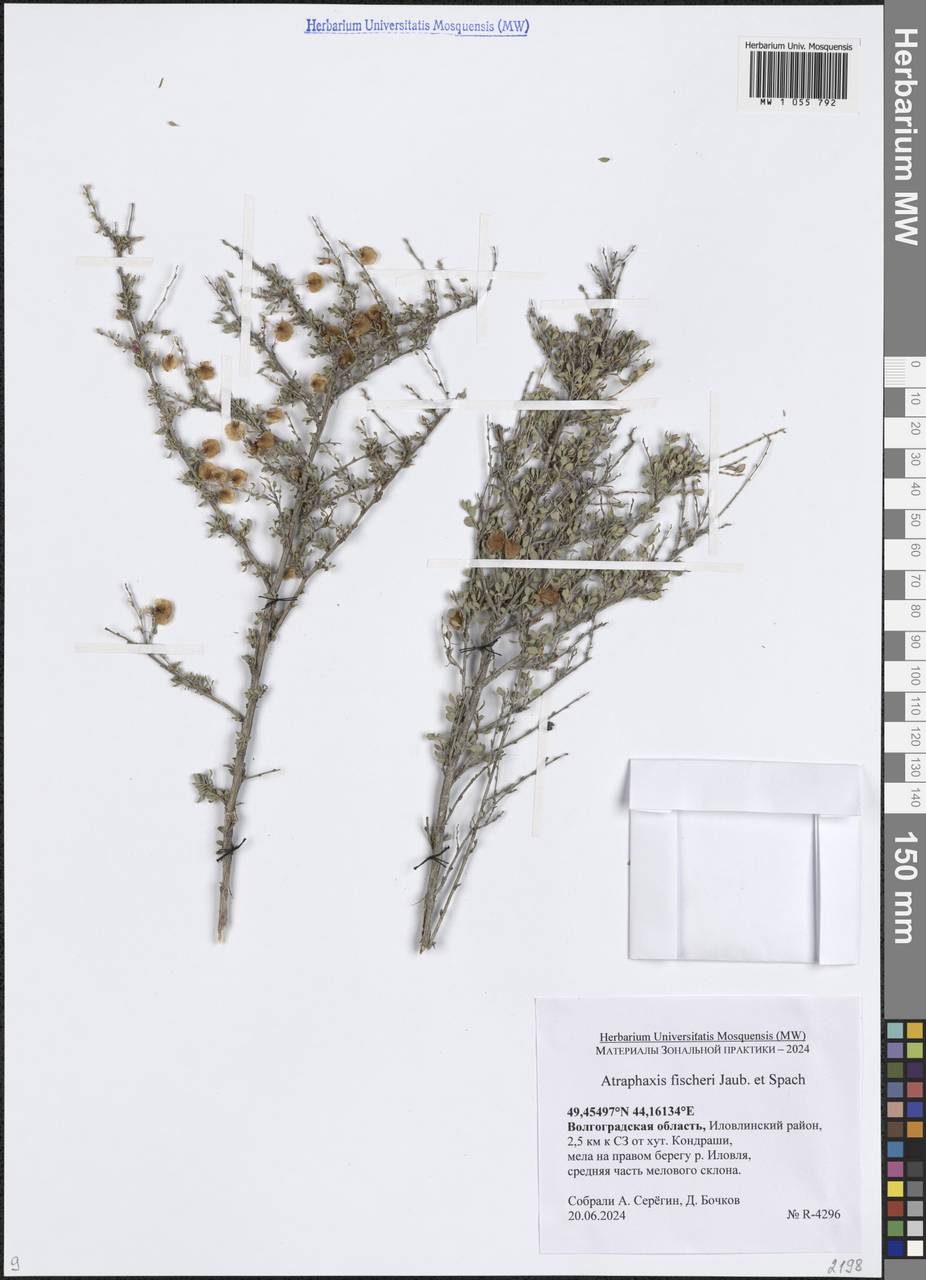 Atraphaxis spinosa L., Eastern Europe, Lower Volga region (E9) (Russia)