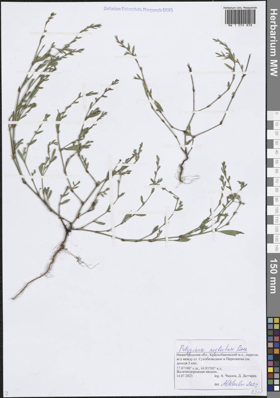 Polygonum neglectum Besser, Eastern Europe, Volga-Kama region (E7) (Russia)