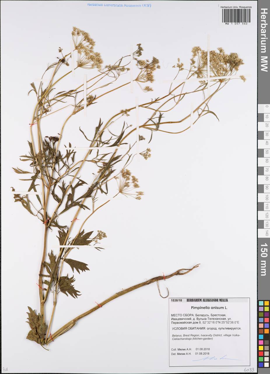 Pimpinella anisum L., Eastern Europe, Belarus (E3a) (Belarus)