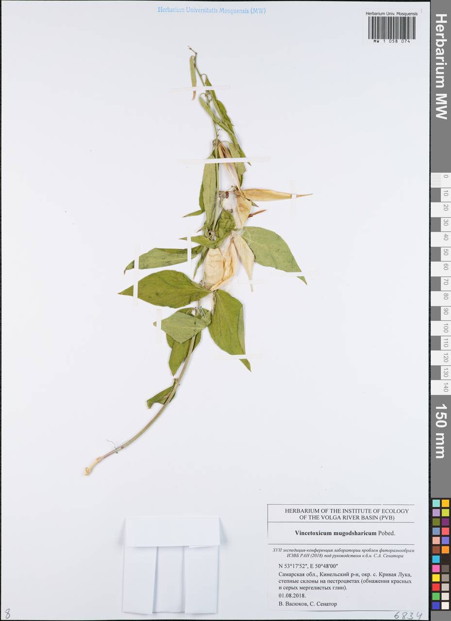 Vincetoxicum fuscatum subsp. fuscatum, Eastern Europe, Middle Volga region (E8) (Russia)