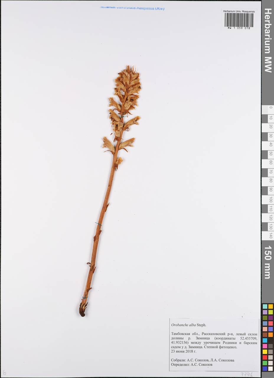 Orobanche alba Steph. ex Willd., Eastern Europe, Central forest-and-steppe region (E6) (Russia)