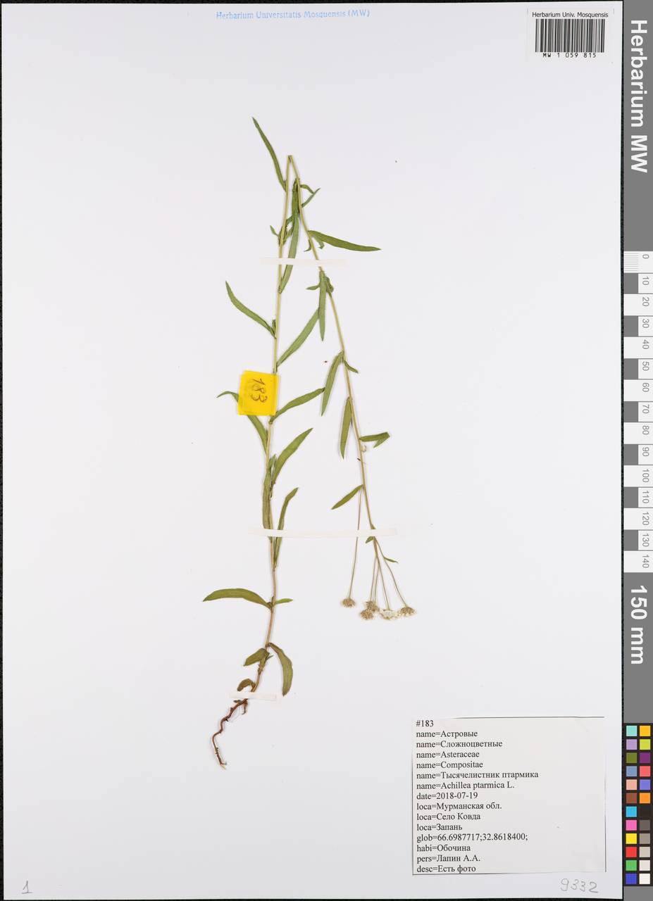 Achillea ptarmica subsp. ptarmica, Eastern Europe, Northern region (E1) (Russia)
