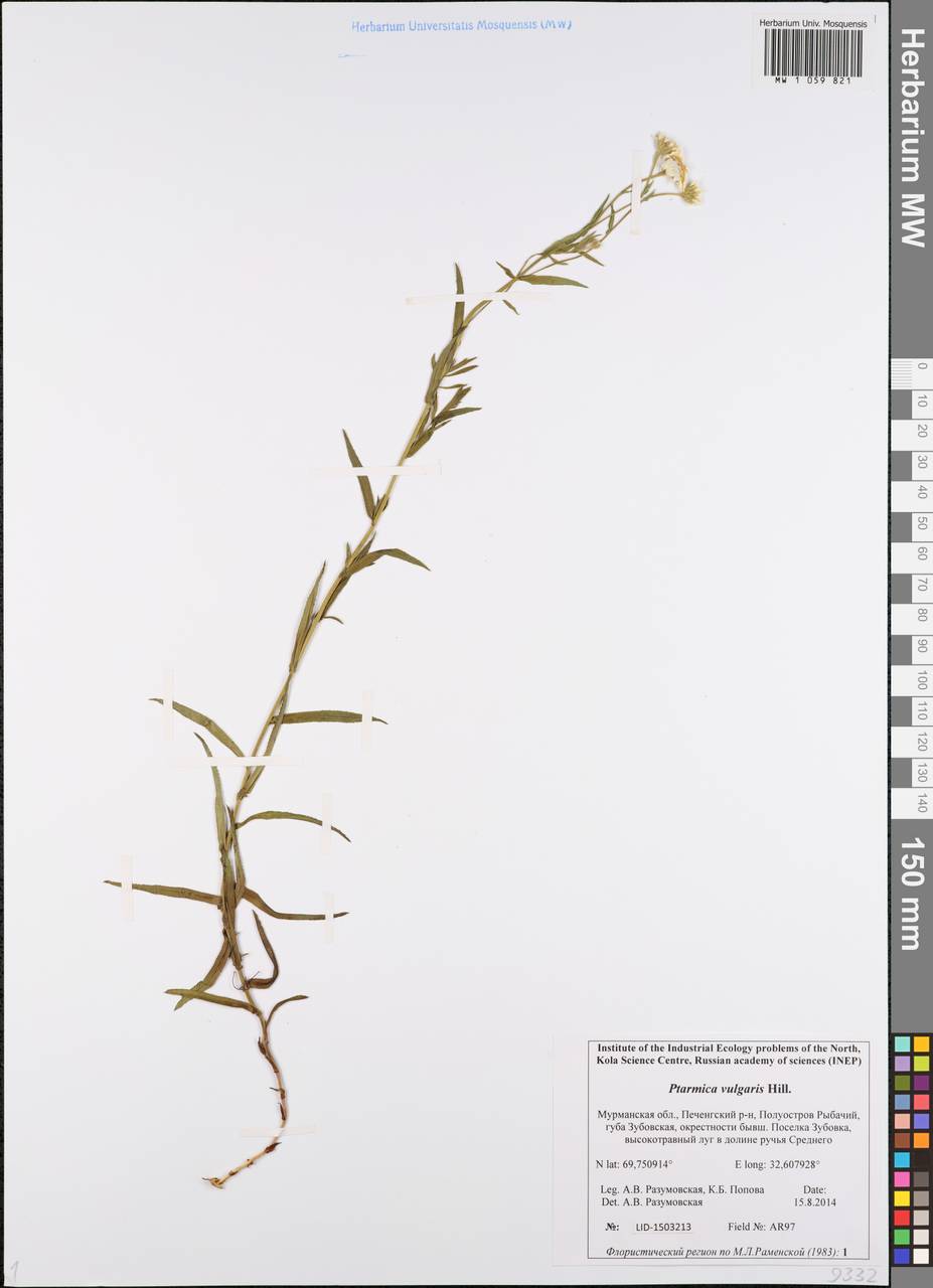 Achillea ptarmica subsp. ptarmica, Eastern Europe, Northern region (E1) (Russia)
