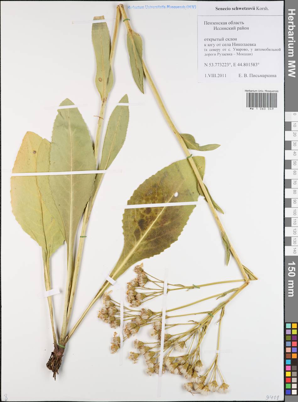 Senecio macrophyllus M. Bieb., Eastern Europe, Middle Volga region (E8) (Russia)