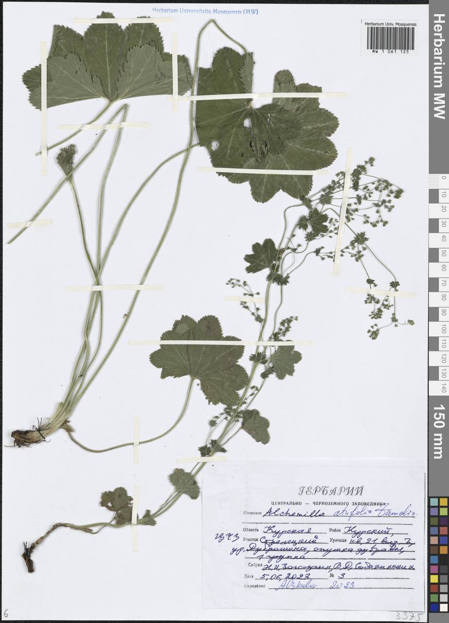 Alchemilla lindbergiana Juz., Eastern Europe, Central forest-and-steppe region (E6) (Russia)
