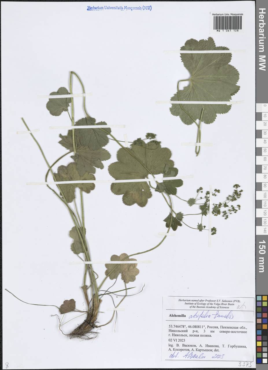 Alchemilla lindbergiana Juz., Eastern Europe, Middle Volga region (E8) (Russia)
