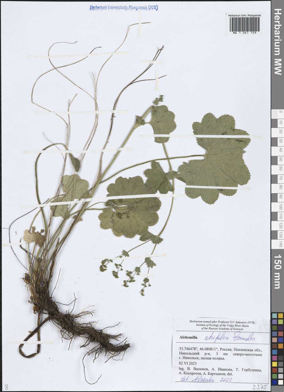 Alchemilla lindbergiana Juz., Eastern Europe, Middle Volga region (E8) (Russia)