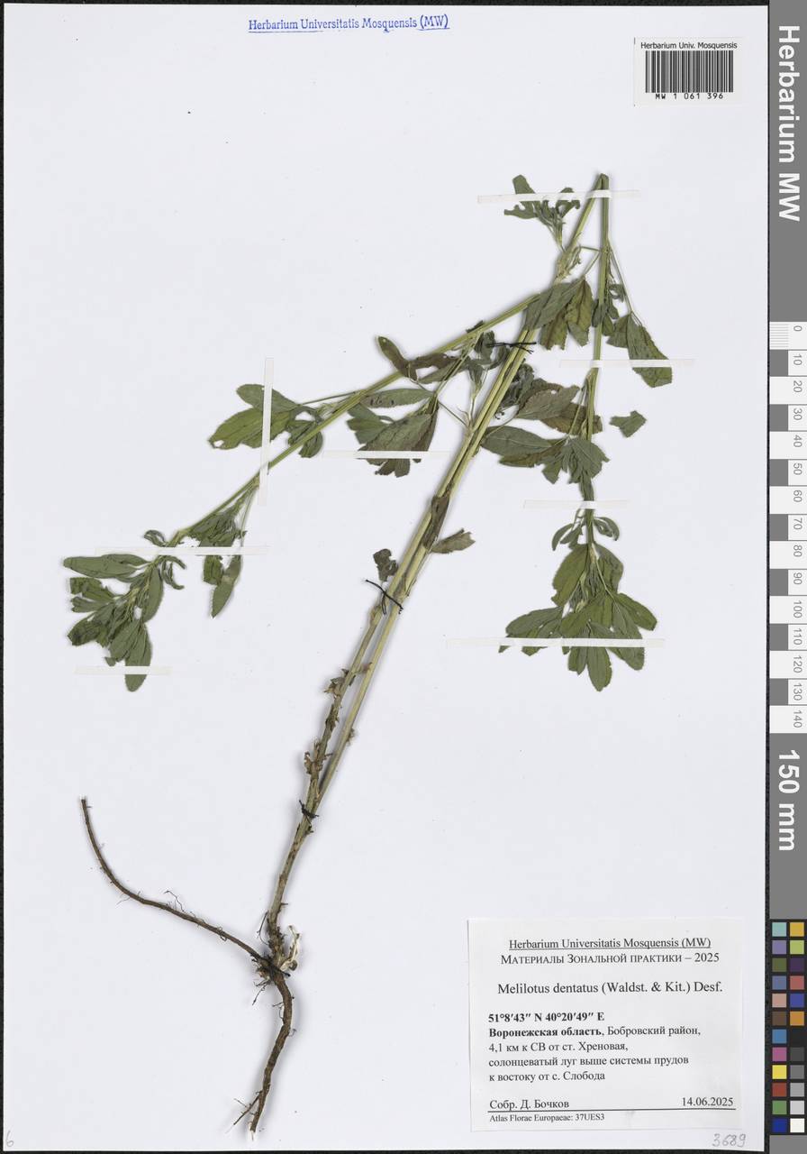 Melilotus dentatus (Waldst. & Kit.) Desf., Eastern Europe, Central forest-and-steppe region (E6) (Russia)