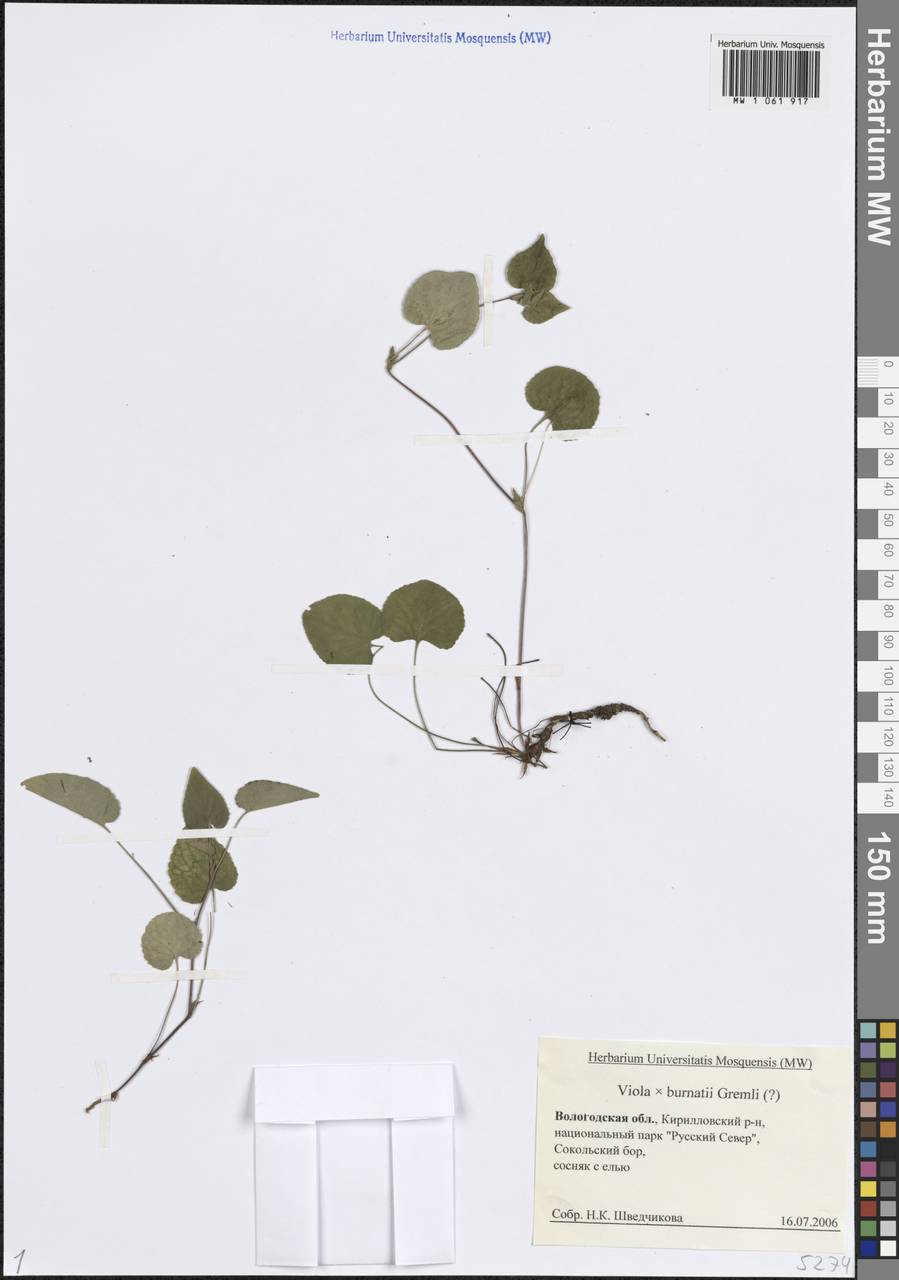 Viola × burnatii Gremli, Eastern Europe, Northern region (E1) (Russia)