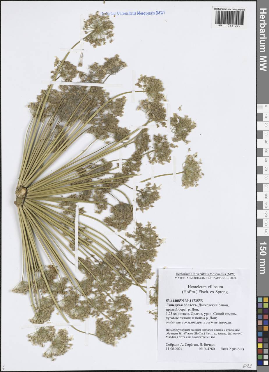 Heracleum villosum (Hoffm.) Fisch. ex Spreng., Eastern Europe, Central forest-and-steppe region (E6) (Russia)