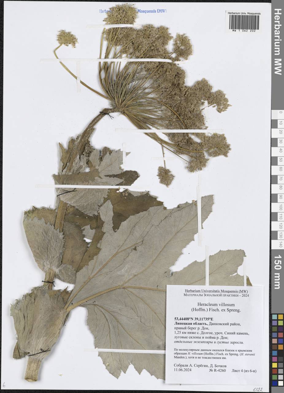 Heracleum villosum (Hoffm.) Fisch. ex Spreng., Eastern Europe, Central forest-and-steppe region (E6) (Russia)