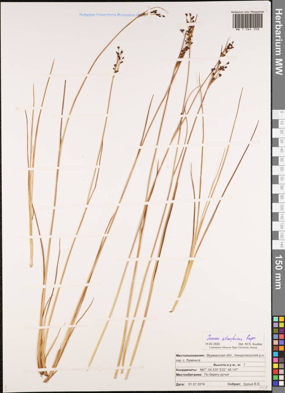 Juncus gerardi subsp. atrofuscus (Rupr.) Printz, Eastern Europe, Northern region (E1) (Russia)