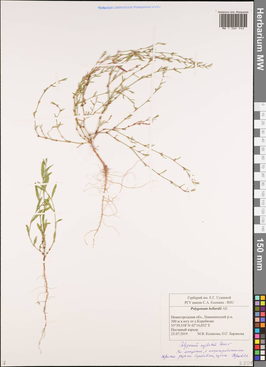 Polygonum bellardii All., Eastern Europe, Volga-Kama region (E7) (Russia)