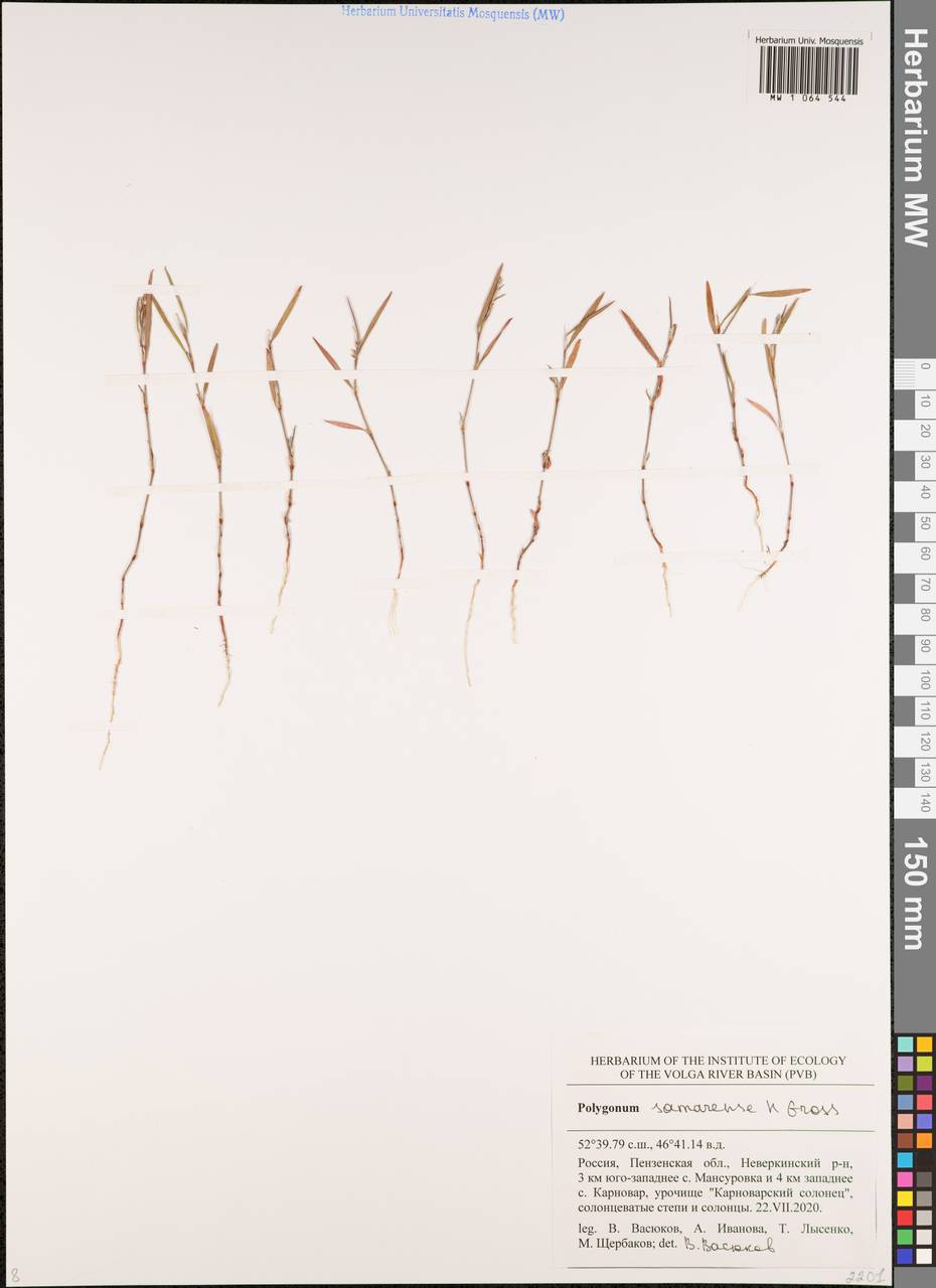 Polygonum aschersonianum H. Gross, Eastern Europe, Middle Volga region (E8) (Russia)