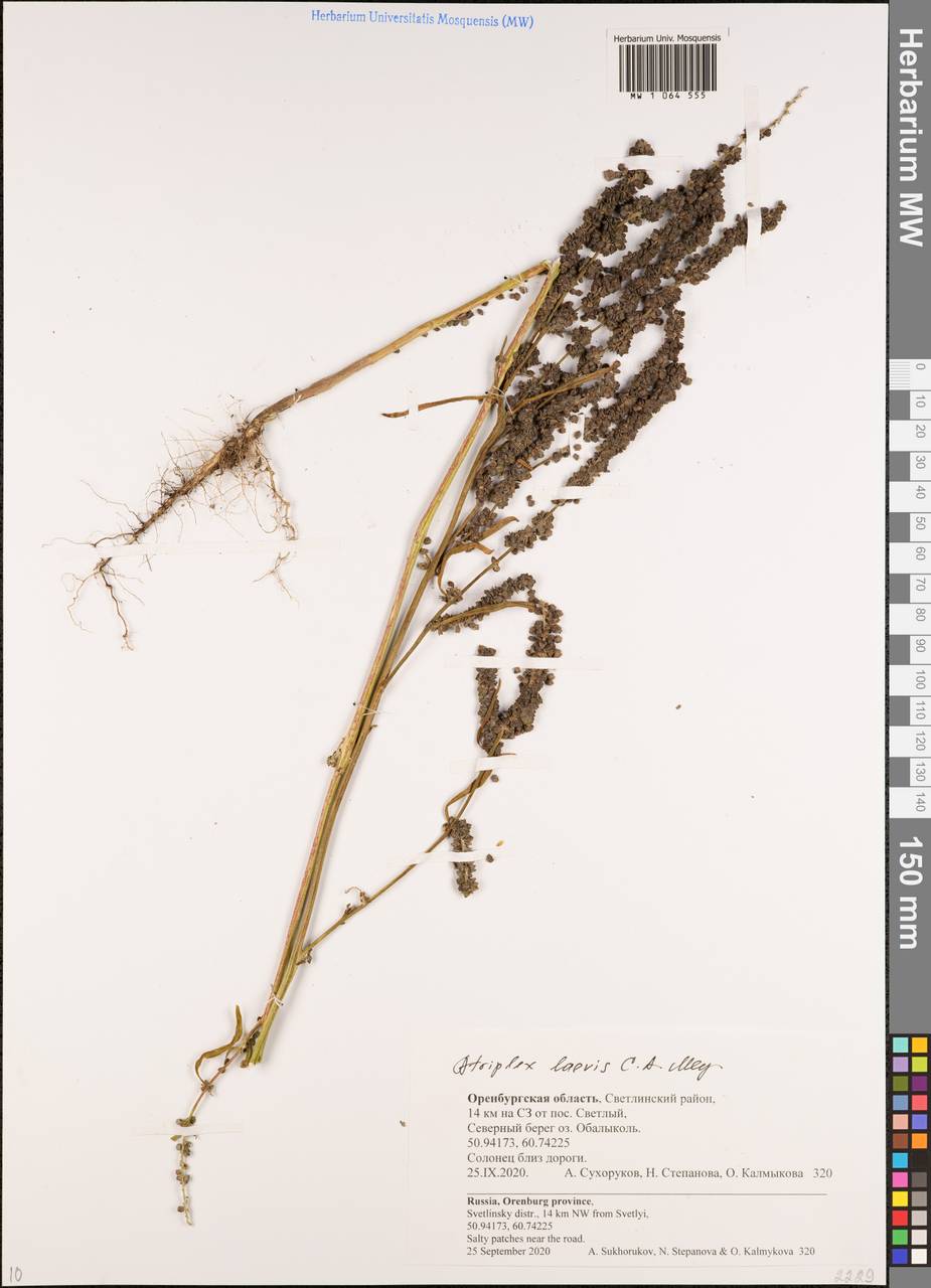 Atriplex laevis C. A. Mey., Eastern Europe, Eastern region (E10) (Russia)