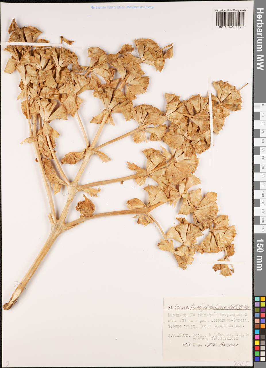 Phlomoides uralensis Salmaki, Eastern Europe, Lower Volga region (E9) (Russia)