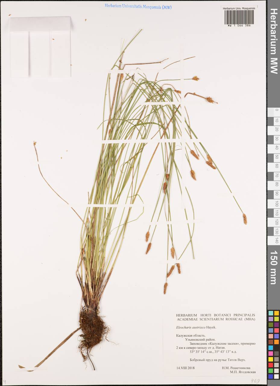 Eleocharis mamillata subsp. austriaca (Hayek) Strandh., Eastern Europe, Central region (E4) (Russia)