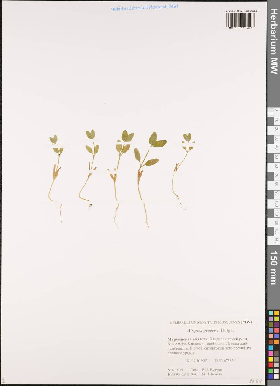 Atriplex praecox Hülph., Eastern Europe, Northern region (E1) (Russia)