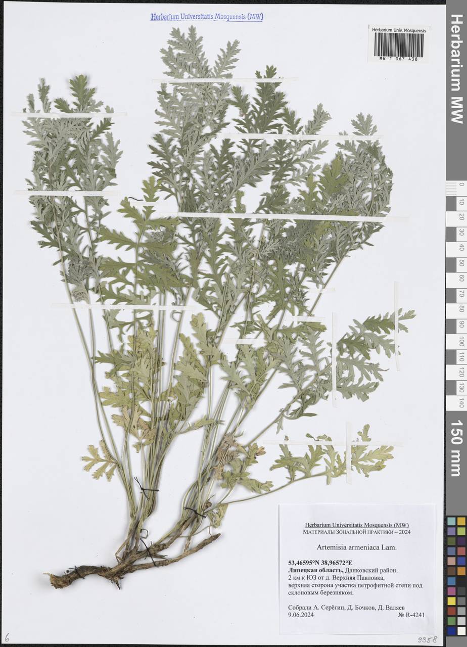 Artemisia armeniaca Lam., Eastern Europe, Central forest-and-steppe region (E6) (Russia)