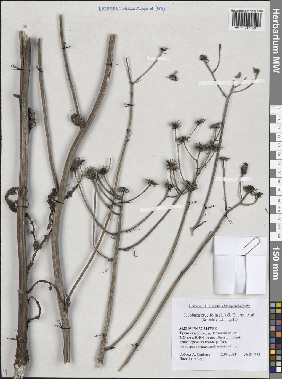 Jacobaea erucifolia subsp. erucifolia, Eastern Europe, Central region (E4) (Russia)