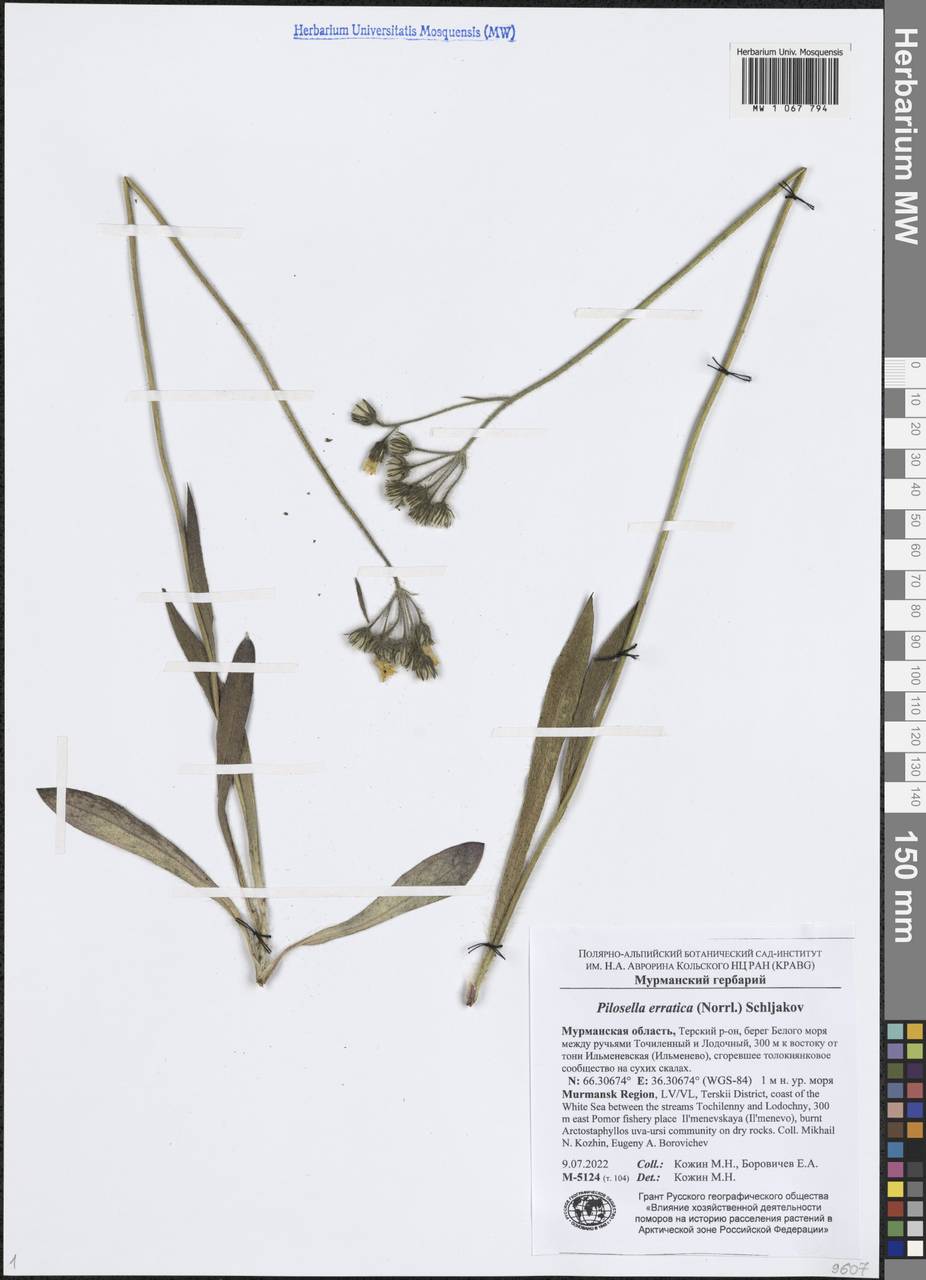 Pilosella cymosa subsp. cymosa, Eastern Europe, Northern region (E1) (Russia)