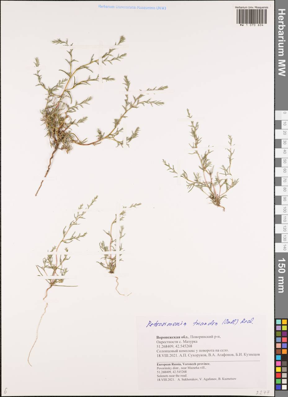 Petrosimonia triandra (Pall.) Simonk., Eastern Europe, Central forest-and-steppe region (E6) (Russia)