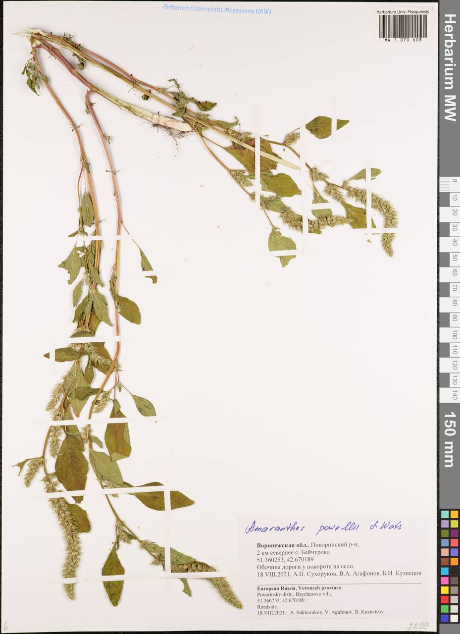 Amaranthus powellii S. Watson, Eastern Europe, Central forest-and-steppe region (E6) (Russia)