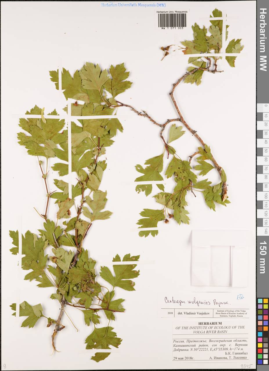 Crataegus ambigua subsp. ambigua, Eastern Europe, Lower Volga region (E9) (Russia)