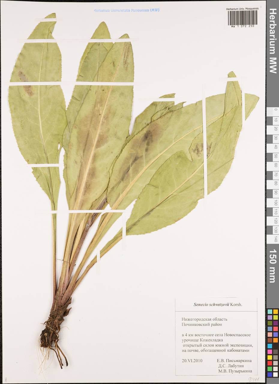 Senecio macrophyllus M. Bieb., Eastern Europe, Volga-Kama region (E7) (Russia)