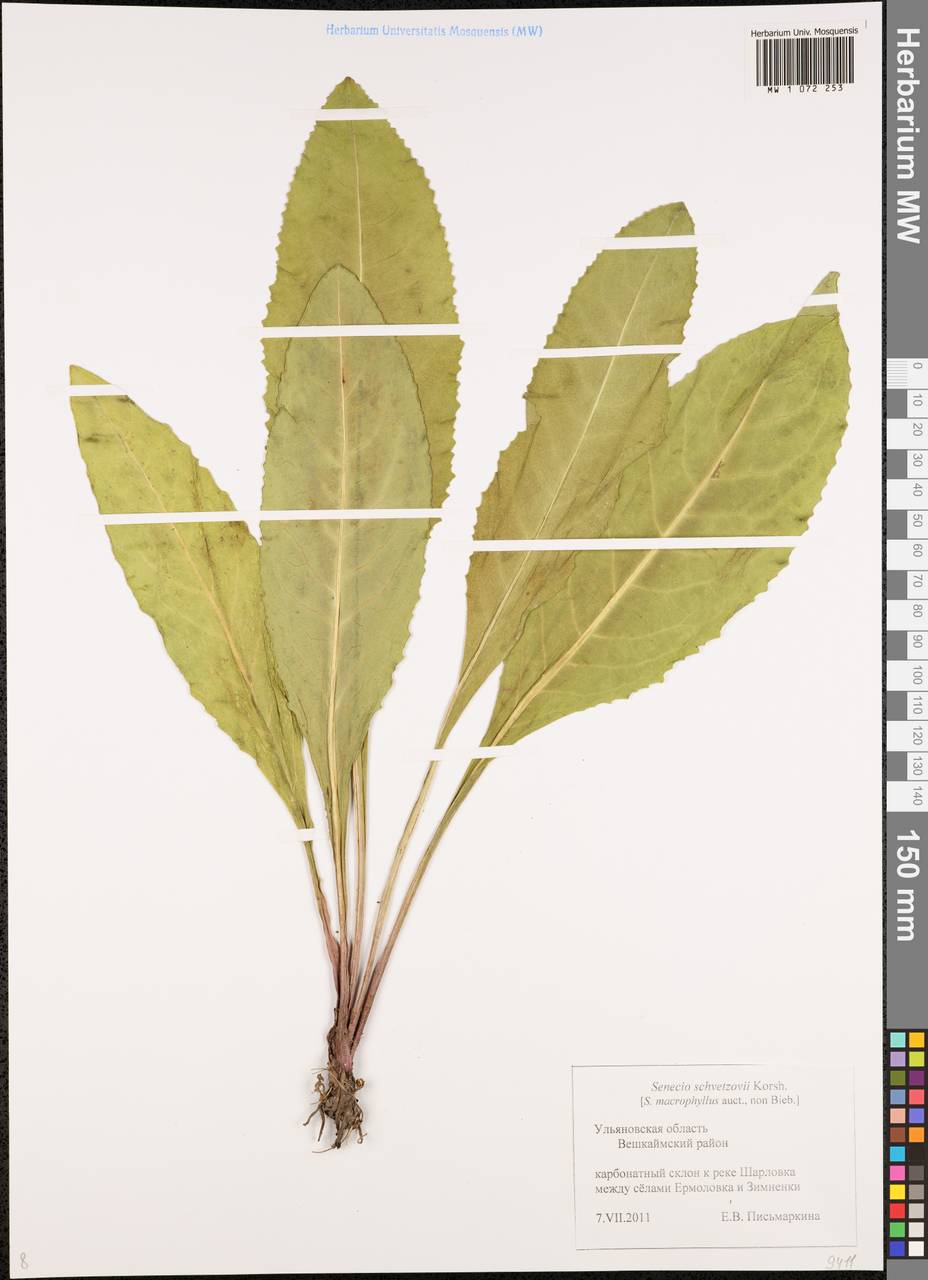 Senecio macrophyllus M. Bieb., Eastern Europe, Middle Volga region (E8) (Russia)