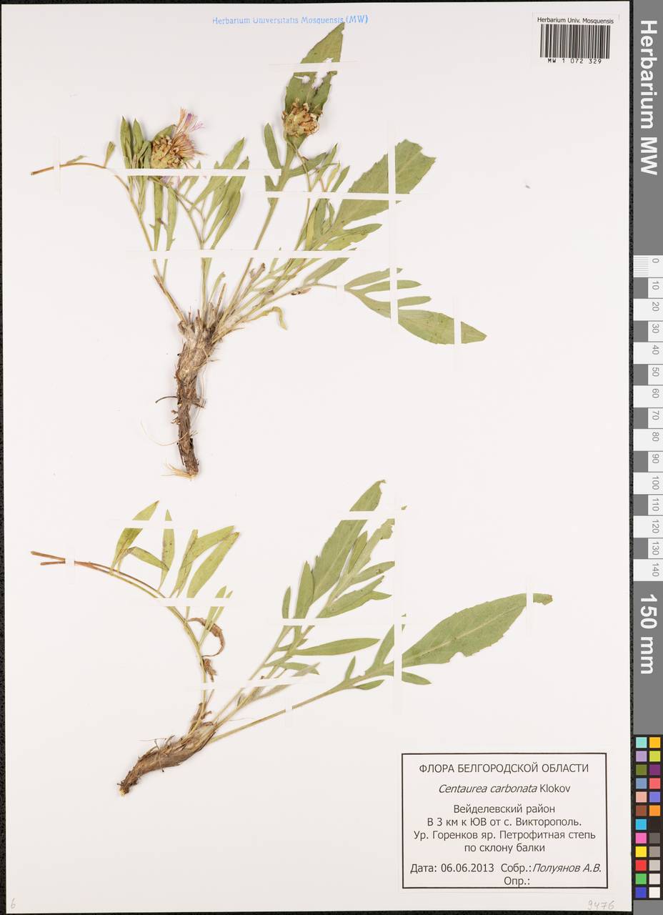 Psephellus carbonatus (Klokov) Greuter, Eastern Europe, Central forest-and-steppe region (E6) (Russia)