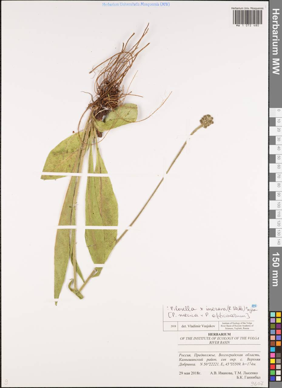 Pilosella iserana (Uechtr.) Soják, Eastern Europe, Lower Volga region (E9) (Russia)