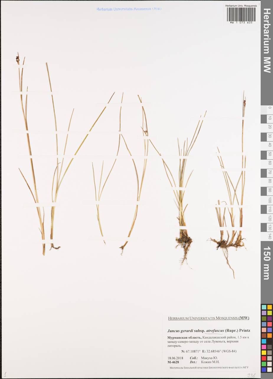 Juncus gerardi subsp. atrofuscus (Rupr.) Printz, Eastern Europe, Northern region (E1) (Russia)
